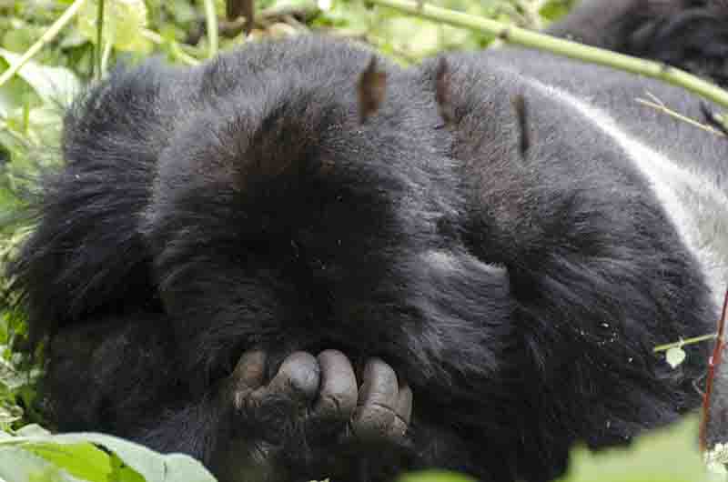 Gorila - selva de Virunga - parque nacional de los Volcanes - Ruanda 15.jpg